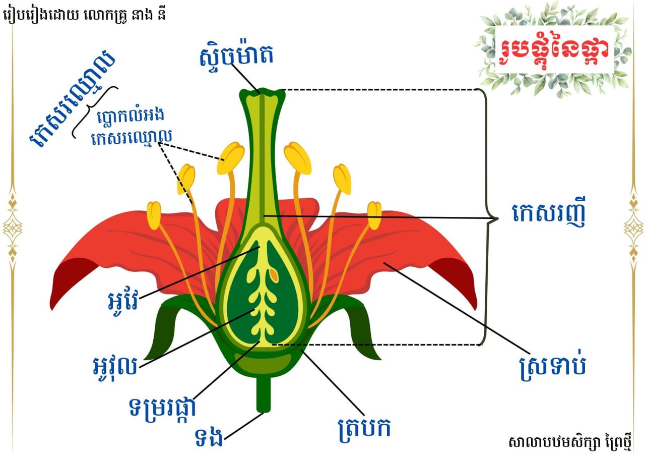 វដ្ដជីវិតនៃរុក្ខជាតិ និងសត្វ